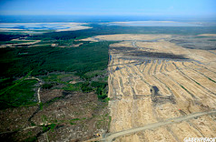 deforestion