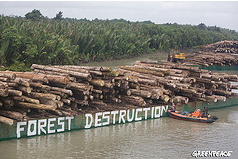 forest destruction